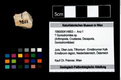 Foto (Objekt + Etikett) von ? Goniodromites sp.  (NHMW-GEO-1990-0041-4803)